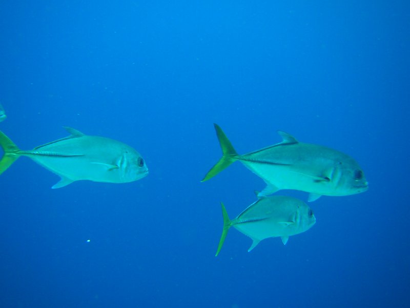 Curacao 04-12 554.JPG